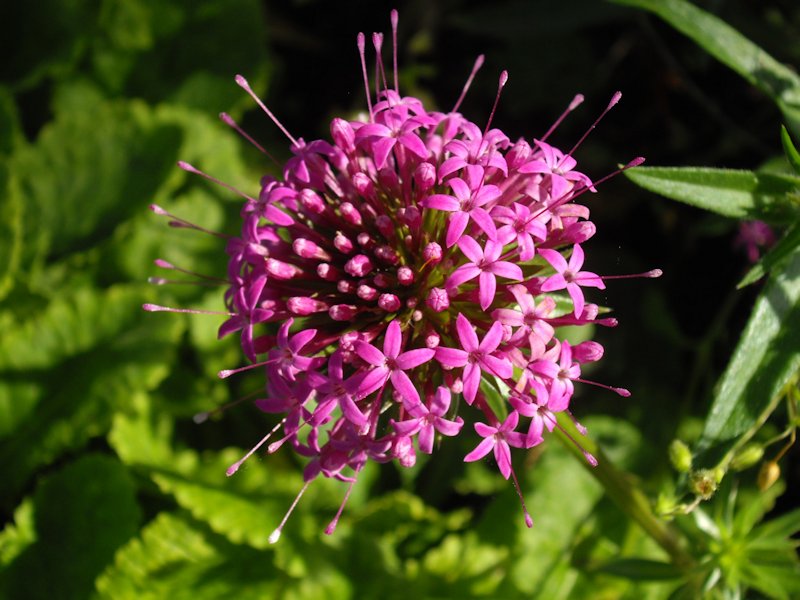 Phuopsis stylosa en fleurs sur les pentes rocailleuses du Caucase